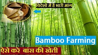 बांस की खेती  Bamboo Farming india [upl. by Yemiaj491]