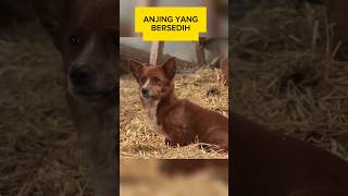 Anjing ini Menangis setiap hari shortsvideo [upl. by Pavlov]