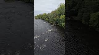 Another View of Saranac River 👀 tga taylorsgrandadventures walkintosuccess newyork adventure [upl. by Meisel471]