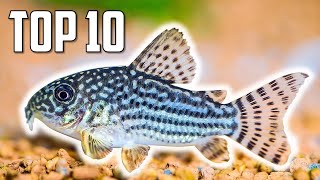 Top 10 Cory Catfish for Your Aquarium [upl. by Mauralia]