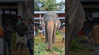 channanikkattu sheela  ചാന്നാനിക്കാട്ട് ഷീല  cherai aanayoottu 2024  shorts  elephant  short [upl. by Ynomrah]