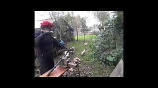 quot Oh Wat zijde gij schoon quot harmonica funny woodwork animals shortsvideo [upl. by Judah]