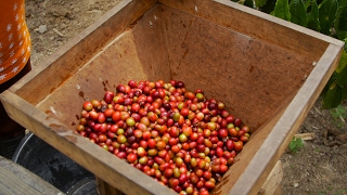 Why is Sumatran coffee so special [upl. by Ilyssa]