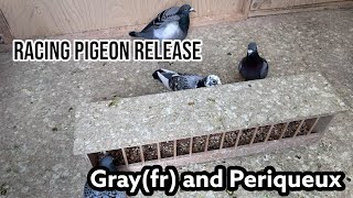 Racing pigeon Release  Gray FR and Periqueux  Arrivals from Gray [upl. by Ahsiekim]