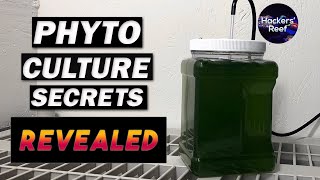 Phyto Culture  Learn About Growing Phytoplankton For Your Reef Tank [upl. by Rebe]