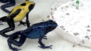 SEE AND BUY Dendrobates tinctorius citronella and azureus Dendrobates auratus [upl. by Fidellas]