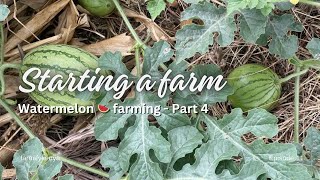 Watermelon 🍉 Farming in Makueni Part 4  Episode 11 [upl. by Drauode]