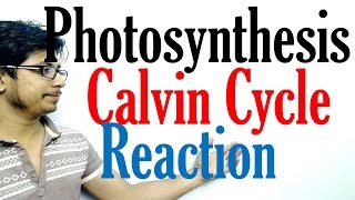 Calvin cycle photosynthesis [upl. by Sueaddaht831]