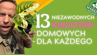 MODNE i ŁATWE w uprawie KWIATY🌿Te rośliny domowe Cię nie zawiodą😱💚💪 Monstera adansoni variegata [upl. by Evelinn]