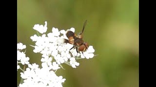 Sluipvlieg Ectophasia crassipennis mannetje [upl. by Norraj]