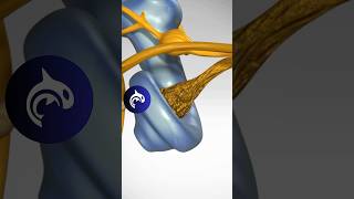 See how Hearing Loss from Nerve Degeneration works in 3D Animation [upl. by Redla]