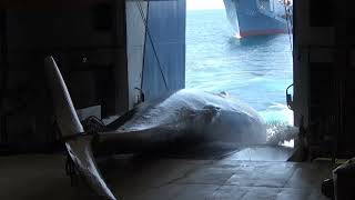 Japan releases images of first fin whale catch [upl. by Eniagrom]