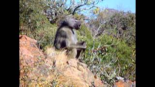 The Baboon Bark [upl. by Pascia]