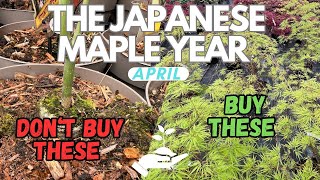 Dont buy these A guide to finding your next Japanese Maple tree [upl. by Yentnuoc]