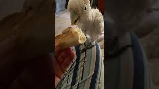 Goffin Cockatoo Turkey loves Bananna and Peanut Butter 🍌🥜 [upl. by Ajani629]