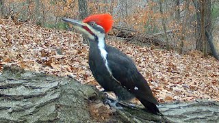 Male Pileated Woodpecker Territorial Call Sound [upl. by Ita912]