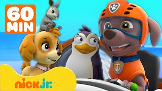 PAW Patrol  PAW Patrol helpt de dieren van Avonturenbaai  1 uur  Nick Jr Nederlands [upl. by Ariad]