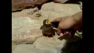 Mynah Bird Acridotheres tristis  Little Mynah Baby Bird making Noise [upl. by Iot]