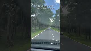 Driving through Mudumalai Tiger Reserve  Tamil Nadu  Forest  Drive  Travel forest travel [upl. by Aroda91]