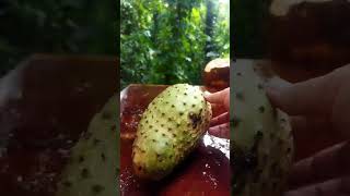 King Coconut Soursop Drink 🍸❤️ best healthy drink shorts sub subscribe asmr amazing recipe [upl. by Sudnor]