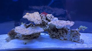 Newly cycled 4ft saltwater tank has diatoms [upl. by Alvis]