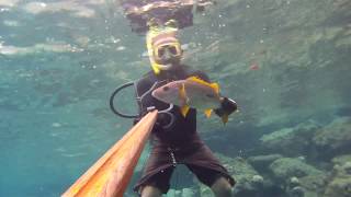 Guam Spearfishing 671 4 [upl. by Ahsram]