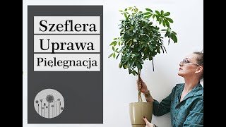 Szeflera uprawa pielęgnacja przycinanie rozmnażanie Dlaczego szeflera więdnie i gubi liście [upl. by Rocray]