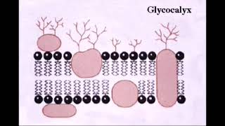 glycocalyx  Bacterial glycocalyx [upl. by Vedetta333]