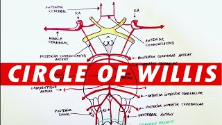 Anatomy  Blood supply to the brain Circle of Willis [upl. by Pirozzo]