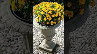 Chrysanthemen Blumen im Herbst Pflanzpokal [upl. by Ecnadnac]