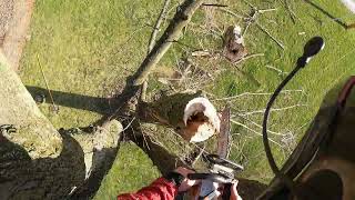 tulip poplar tree super dead cut down and trimmed maple over power [upl. by Liva779]