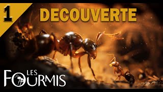 Les fourmis 01 Découverte [upl. by Delos]