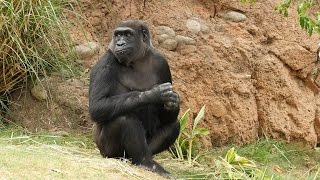 Gorillas Explore Their Habitat for the First Time [upl. by Won]