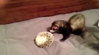 Ferret VS Hedgehog [upl. by Ruddie]