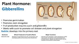 Plant Hormones Gibberellin  Biology [upl. by Touber]