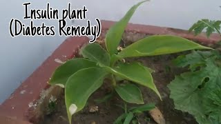 Insulin Plant  Costus Igneus  Kamal Sehgal Sood [upl. by Deckert]