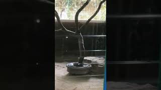 Snake trichur zoo [upl. by Honebein398]