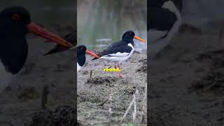 Oystercatcher bird facts shorts [upl. by Xila]