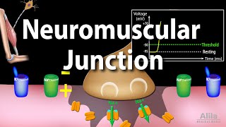 Neuromuscular Junction Animation [upl. by Gerc812]