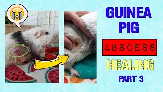 Guinea Pig Abscess Healing at Home [upl. by Eehtomit]