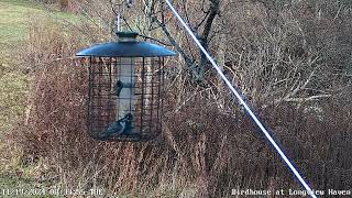 Chickadees Nuthatches Goldfinches Tufted Titmouses and more [upl. by Magna]