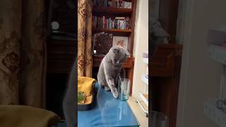 clever cat 😺funnyvideo cat viralshorts [upl. by Annatsirhc801]