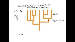 Notes for Megasheet  Punctuated Equilibrium vs Gradualism [upl. by Buiron]