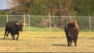 Longhorn and American Buffalo at fence [upl. by Pellet]