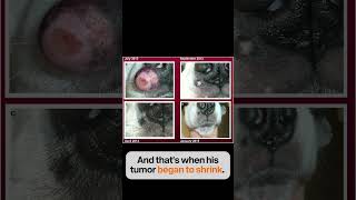 n1 Mast cell tumor disappears when dog is placed on ketogenic diet mastcelltumor ketogenicdiet [upl. by Libre]