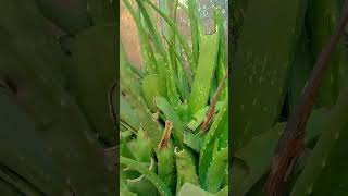 famasupgrade aloevera plants subscribers [upl. by Lednyc583]