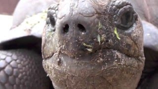 AldabraRiesenschildkröte closeup [upl. by Odetta76]