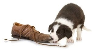 Teach Your Puppy to Drop Something  Puppy Care [upl. by Puto]