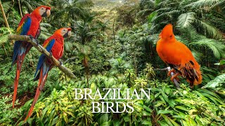 Beautiful Brazilian Birds  Gorgeous and Colorful [upl. by Lertnom291]