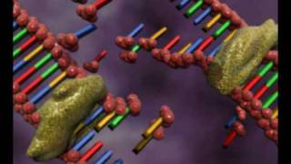 DNA replication animation by interact Medical [upl. by Attenohs]